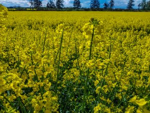 Rzepak Duke F1 / Phonix CL - 01.05.2020