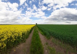 Rzepak Orion/Pszenżyto  Probus