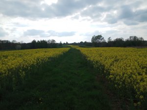 Rzepak ozimy Ricky.