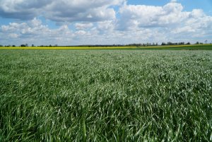 Trawa Barenbrug BG-1 Milkway SPRINT