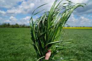 Trawa Barenbrug BG-1 Milkway SPRINT