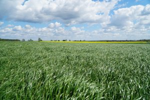 Trawa Barenbrug BG-1 Milkway SPRINT