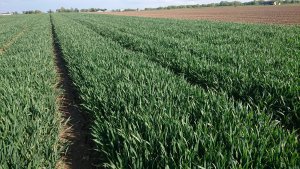 Tobak siew bezpośredni