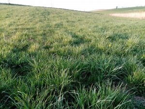 Trawa granum kp-4