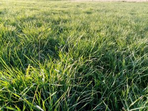 Trawa granum kp-4