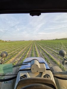 Truskawki, odmiana Sybilla 