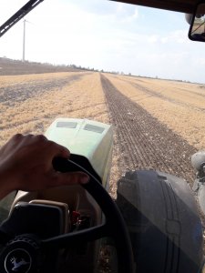 Uprawa bezorkowa pod kukurydzę 