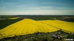 Z lotu ptaka - Rzepak ozimy