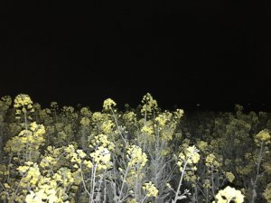 Zabieg na płatek odmiana sundance