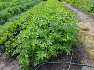 ziemniaki z ogródka mamy