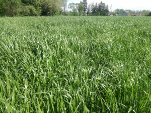 Życica z mieszanki gorzowskiej.