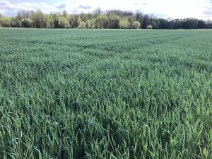 Żyto Dańkowskie Rubin