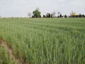 Żyto Dańkowskie Rubin