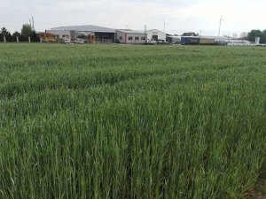 Żyto Dańkowskie Rubin