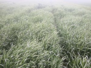 żyto hybrydowe -uprawa nisko nakładowa