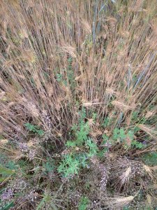 Jęczmień ozimy + lucerna