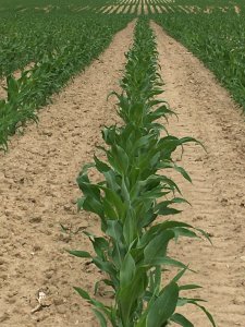 Arbori CS (FAO 240 dent)