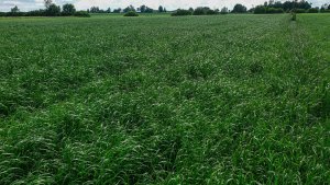 Barenbrug BG-7 Milkway WATER