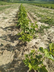 Czerwona porzeczka Detwan