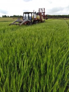 Jęczmień jary Basic