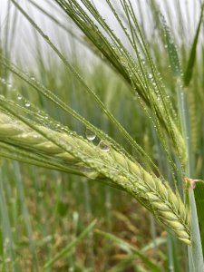 Jęczmień jary browarny Planet RGT