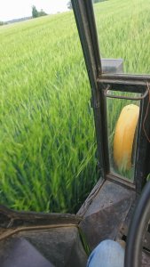 Jęczmień jary soldo 