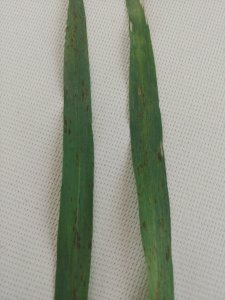 jęczmień jary Soldo