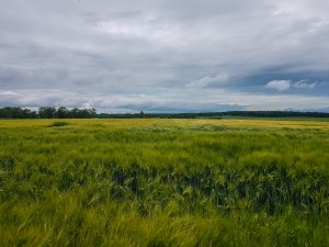 Jęczmień ozimy 07.06.2020