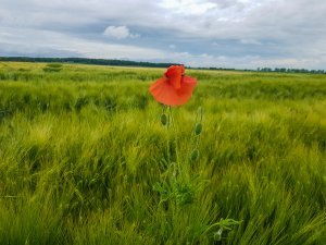 Jęczmień ozimy 07.06.2020