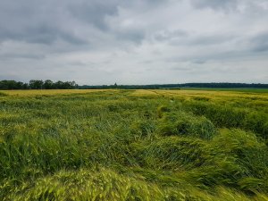 Jęczmień ozimy 14.06.2020