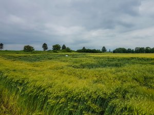 Jęczmień ozimy 14.06.2020