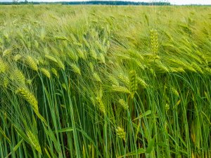 Jęczmień ozimy 14.06.2020