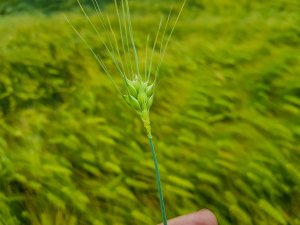 Jęczmień ozimy 14.06.2020