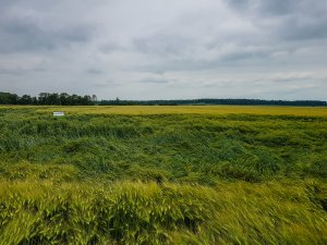 Jęczmień ozimy 14.06.2020