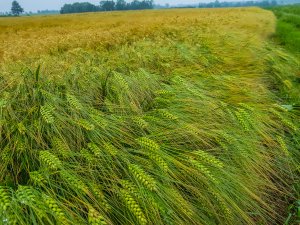 Jęczmień ozimy 20.06.2020