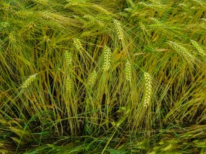 Jęczmień ozimy 20.06.2020