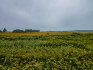 Jęczmień ozimy 20.06.2020