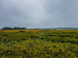 Jęczmień ozimy 20.06.2020