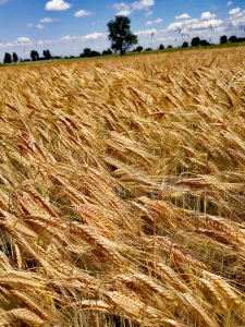 Jęczmień ozimy 2020