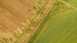 Jęczmień ozimy 27.06.2020