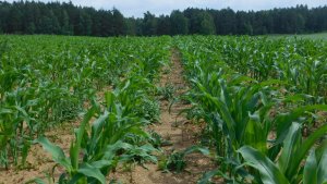 Kukurydza Rosomak Reduta Kresowiak