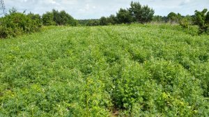 Łubin gorzki wąskolistny.