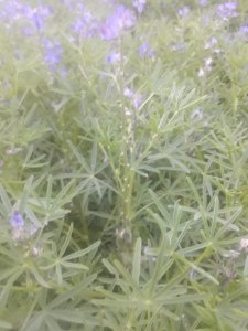 Łubin wąskolistny Dalbor 