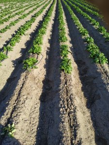 Nawadnianie ziemniaków