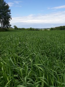 Owies z jęczmieniem