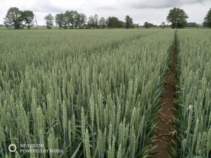 Pszenica Artist stan 14.06.2020