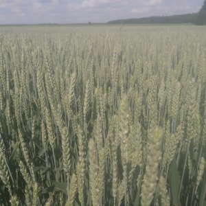 Pszenica euforia 16.06.2020