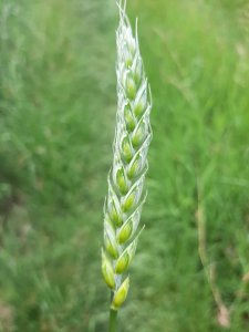 Pszenica jara Frajda kłos