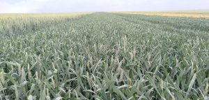 Pszenica jara Tybalt