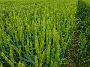 Pszenica ozima 14.06.2020